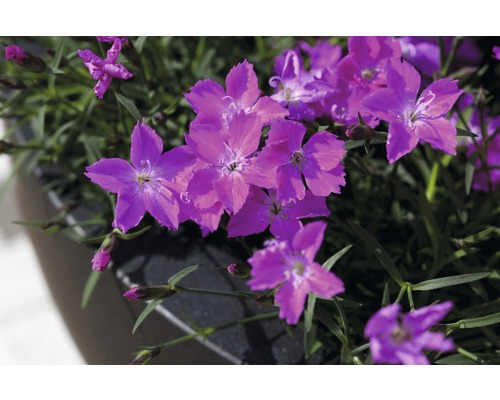 Detailní záběr květů karafiátů v květináči