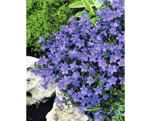 Kvetoucí Campanula na zahradě