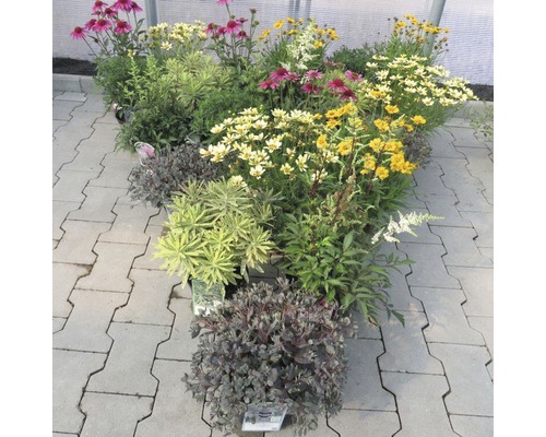 Různé kvetoucí trvalky v květináčích, prezentace zahradního centra