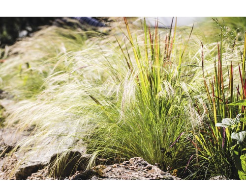 Různé okrasné trávy v zahradním záhonu.