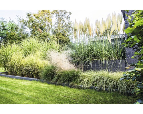 Zahrada s okrasnými trávami a trávníkem