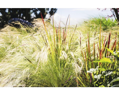 Vysoká tráva v zahradě.