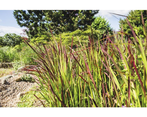 Zahrada s okrasnými trávami