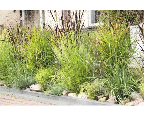 Záhon s různými okrasnými travinami v zahradě.