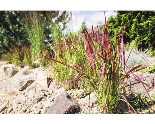 Záhon s okrasnými travinami a kameny v zahradě