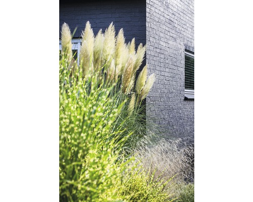 Pampová tráva před budovou s cihlovou fasádou.