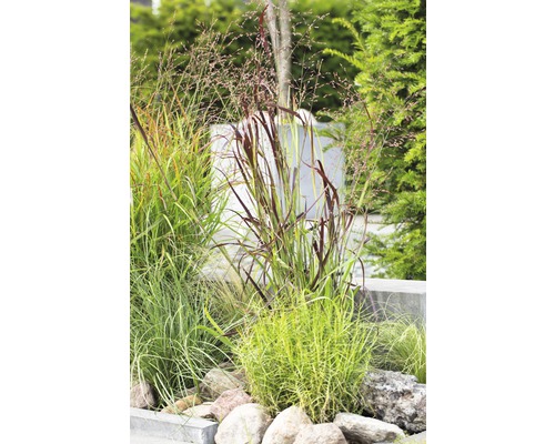 Okrasné trávy s kameny v zahradě