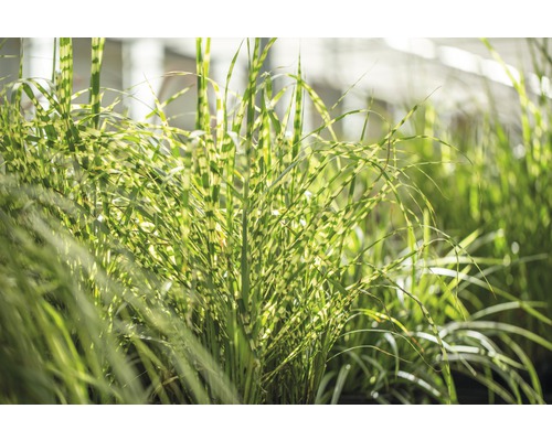 Ozdobnice čínská s pruhovaným vzorem