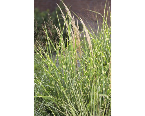 Zebra tráva s pruhovanými listy a květenstvími