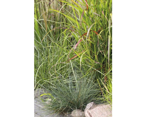 Různé okrasné trávy v zahradním záhonu