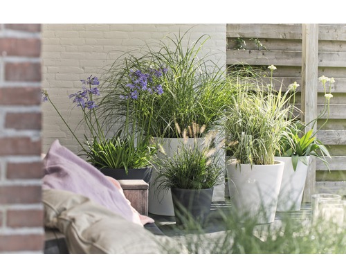 Terasa s květináči a různými okrasnými trávami a kvetoucími rostlinami.