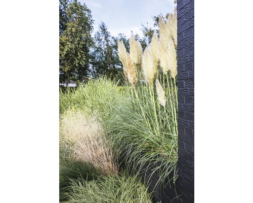 Okrasné trávy a pampová tráva v zahradě.