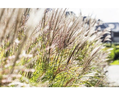 Ozdobnice čínská FloraSelf Miscanthus sinensis "Dálný východ" 10-80 cm květináč 3 l