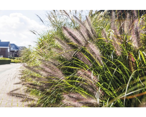 Okrasná tráva podél cesty