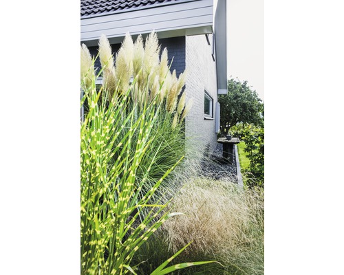 Okrasné trávy před rodinným domem