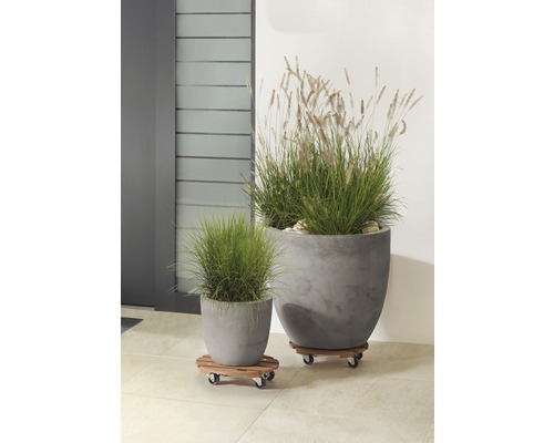 Dva osázené betonové květináče na dřevěných vozících na kolečkách venku.