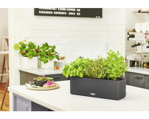 Bylinky a jahody v květináčích na kuchyňské lince.