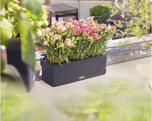 Tmavě šedý truhlík s růžovými karafiáty na balkóně