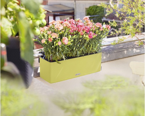 Obdélníkový květináč s karafiáty na balkóně.