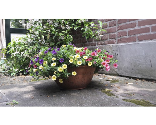 Květináč s barevnými petúniemi před zdí