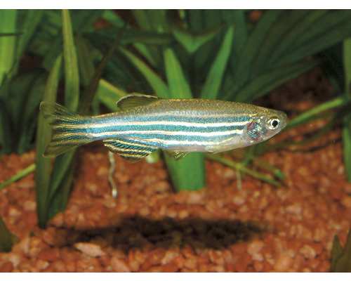 Danio pruhované ryby v akváriu