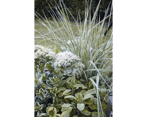 Třtina ostrokvětá FloraSelf Calamagrostis x acutiflora 'Overdam' květináč 6 l Květináč s okrasnými trávami, rozchodníkem a šalvějí
