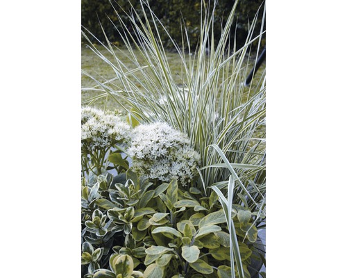 Třtina ostrokvětá FloraSelf Calamagrostis x acutiflora 'Overdam' květináč Ø 14 cm