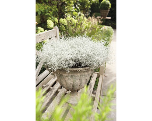 Okrasná rostlina v ozdobném květináči na dřevěné lavičce v zahradě.