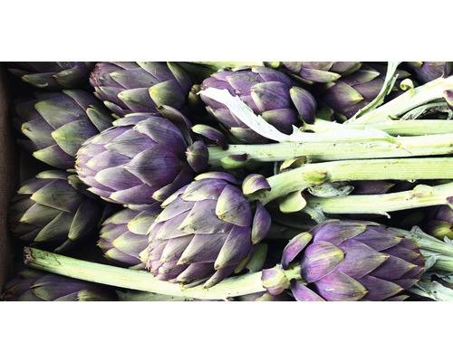 Detailní pohled na artyčoky se stonkem