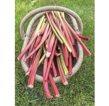 Košík plný stonků rebarbory na trávníku