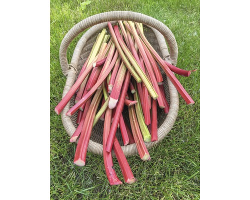 Košík plný stonků rebarbory na trávníku