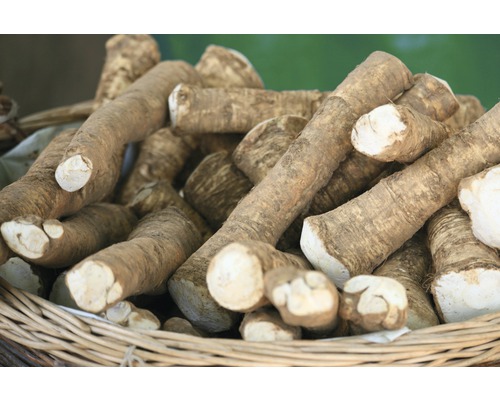 Křenové kořeny v košíku