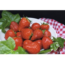 Mísa s čerstvými jahodami a břečťanovými listy