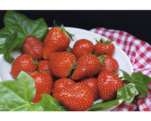 Mísa s čerstvými jahodami a břečťanovými listy