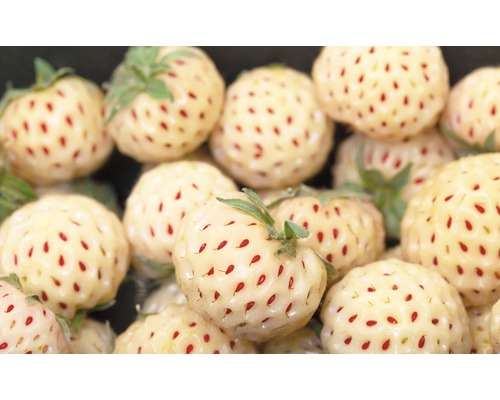 Detail bílých jahod s červenými semínky.