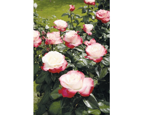 Záhon s kvetoucími růžemi na zahradě