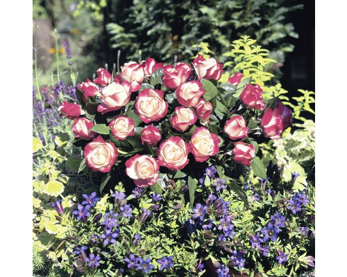Růže Rosen Tantau Rosa x hybrid 'Nostalgie' s balem