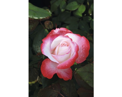 Detailní záběr růže s červeno-bílými okvětními lístky