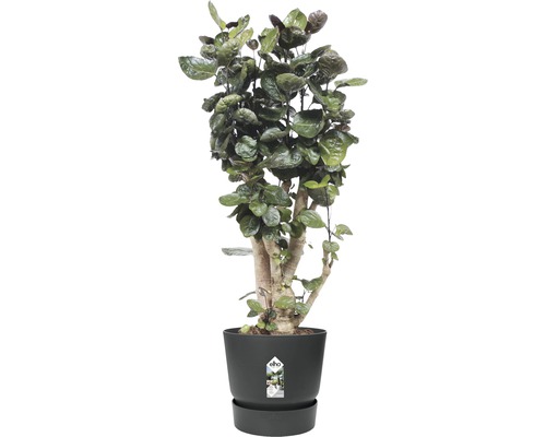 Pokojová rostlina v květináči