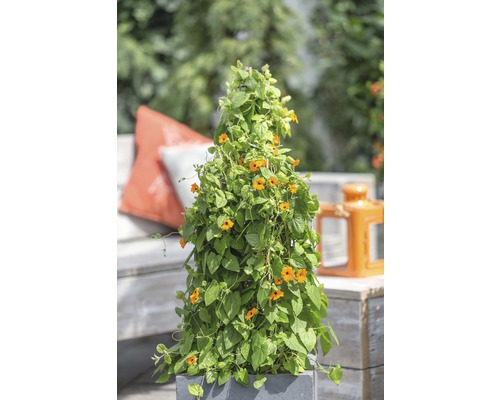 Černooká Zuzana oranžová FloraSelf Thunbergia alata pyramida celková výška cca 90 cm květináč Ø 19 cm