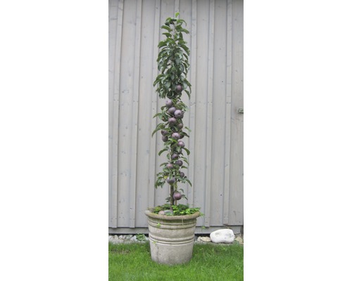 Sloupovitá jabloň s plody v květináči