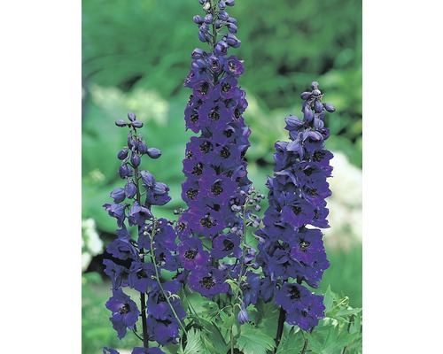 Stračka FloraSelf Delphinium kultivar 'Black Knight' výška 5-20 cm květináč 0,5 l Tři květenství ostrožky v zahradě