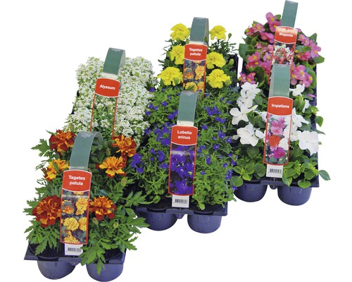 Různé letničky v sadbovači.