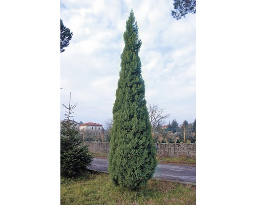 Italský cypřiš na zahradě