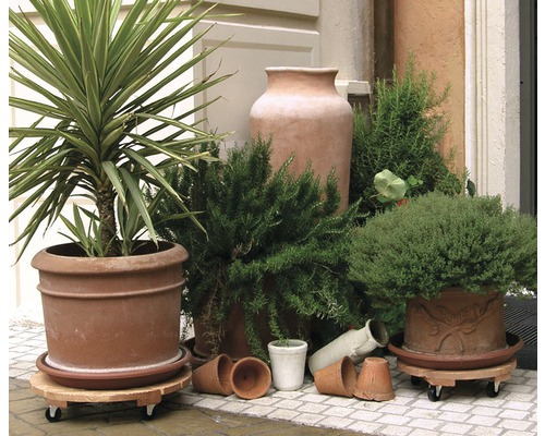 Květináče na kolečkách s různými rostlinami a květináči venku.