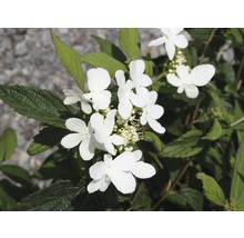 Kalina japonská FloraSelf Viburnum plicatum 'Summer Snowflake' výška 30-40 cm květináč 5 l