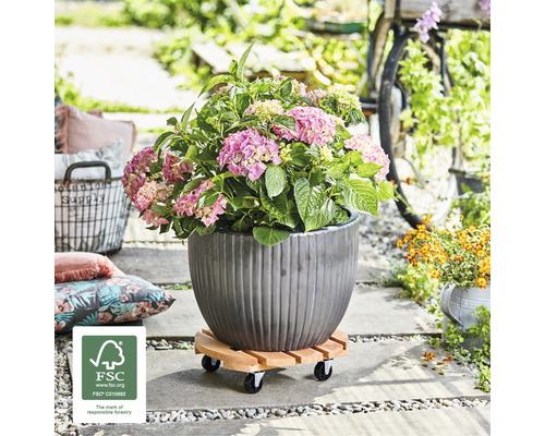 Hortenzie v rýhovaném květináči na dřevěném podstavci na kolečkách venku. Logo FSC.