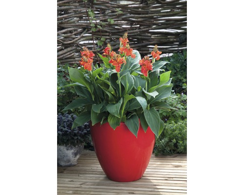 Kvetoucí rostlina Canna v květináči venku