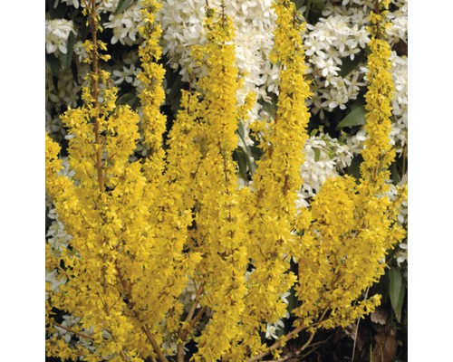 Zlatice prostřední FloraSelf Forsythia intermedia 'Goldrausch' 50-60 cm květináč 4 l