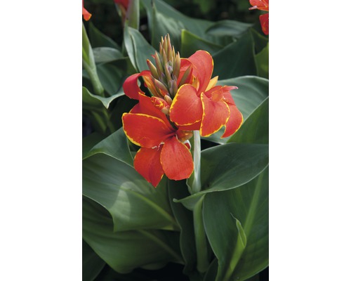Dosna indická Canna indica výška 30- 40 cm květináč Ø 17 cm 1 ks, různé druhy Detail kvetoucí rostliny Canna